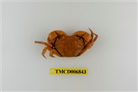 藏品(絨毛近方蟹)的圖片